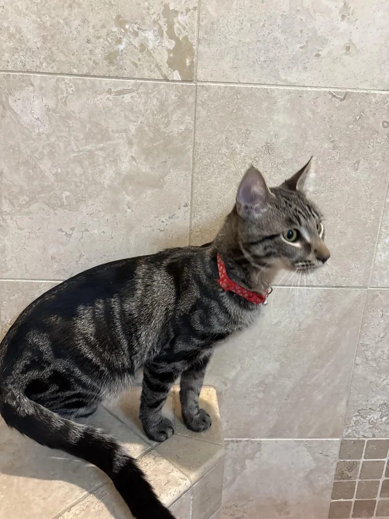 Snap & Pop thumbnail 5