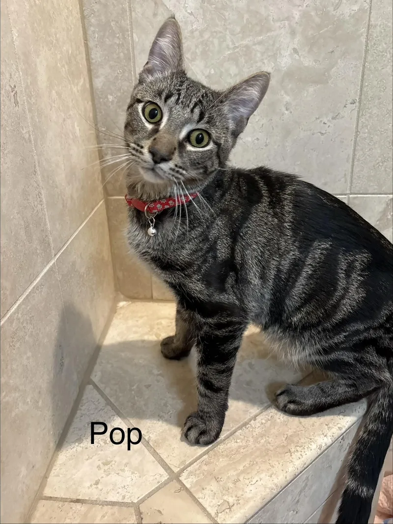 A young medium-sized male Tabby (Brown / Chocolate) Bengal cat named Snap & Pop for adoption in Orland Park, IL