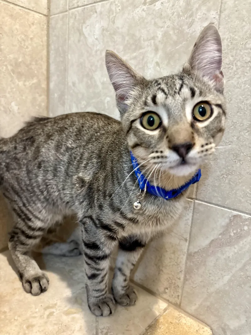 Snap & Pop thumbnail 6