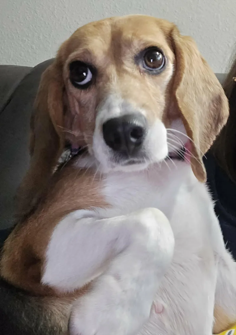An adult small-sized female Tricolor (Brown, Black, & White) Beagle dog named Helen for adoption in Grayslake, IL