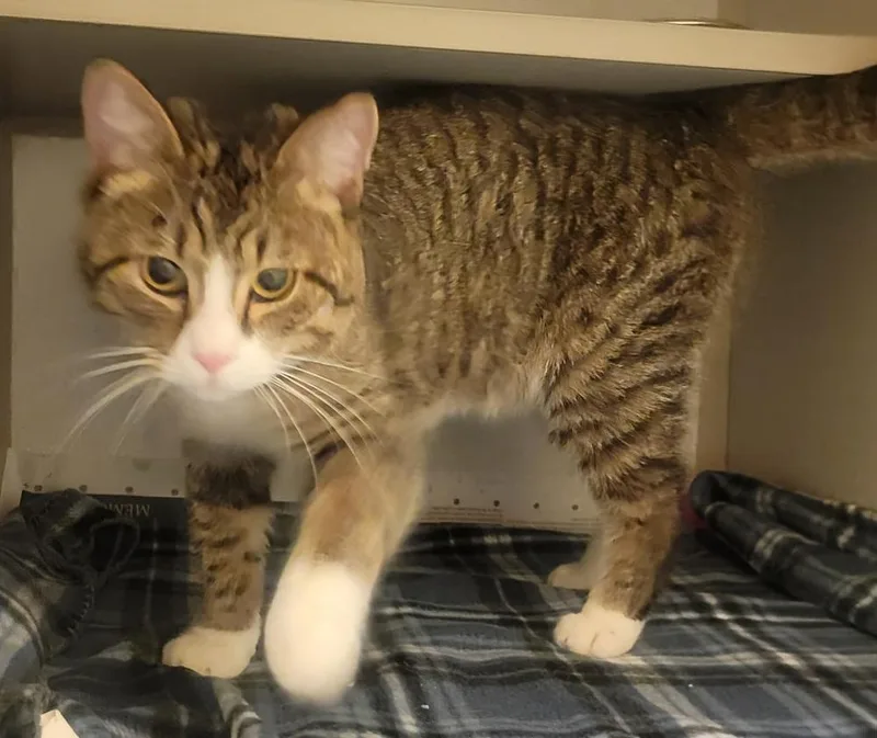 An adult medium-sized male Domestic Short Hair cat named Socks for adoption in Mason City, IA