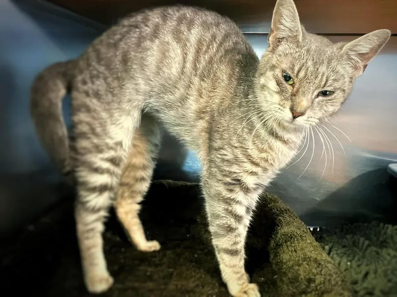 An adult medium-sized female Tabby (Gray / Blue / Silver) Domestic Short Hair cat named Ivy for adoption in Wilmington, NC
