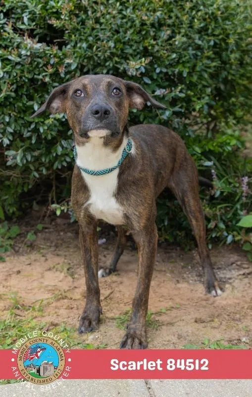 An adult medium-sized female Brindle Labrador Retriever dog named Scarlet for adoption in Mobile, AL
