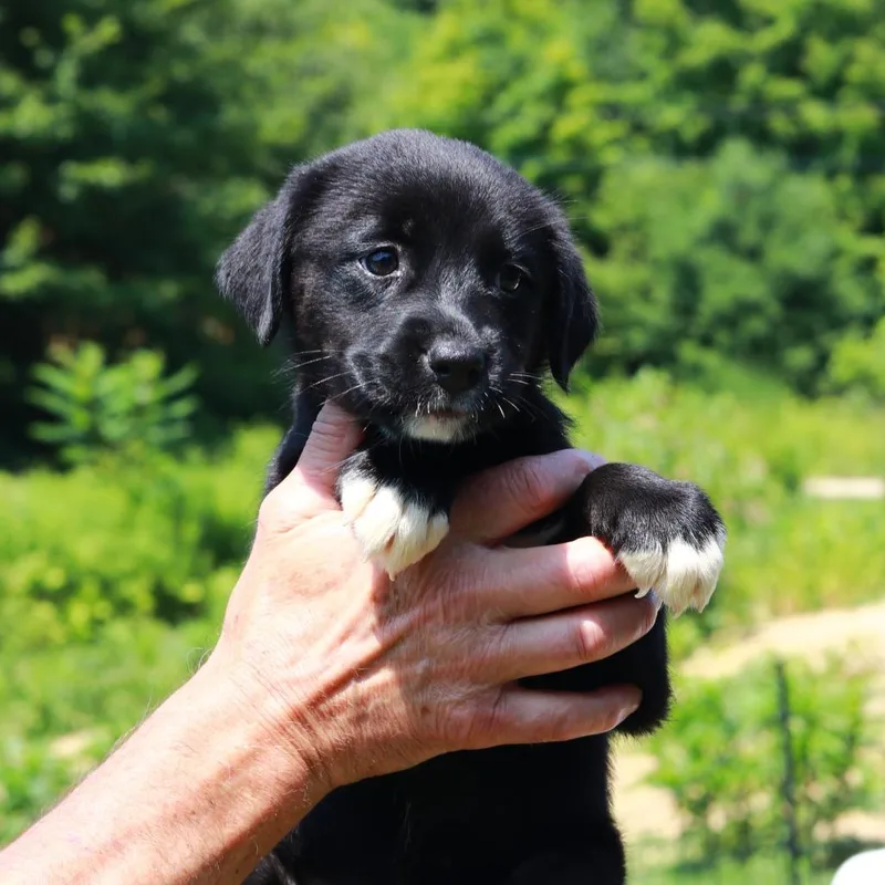 A baby medium-sized female Brown / Chocolate Labrador Retriever dog named CT Pitch avail Aug for adoption in Stormville, NY