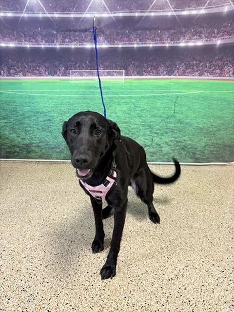 A young medium-sized female Labrador Retriever dog named Leah for adoption in Miami, FL