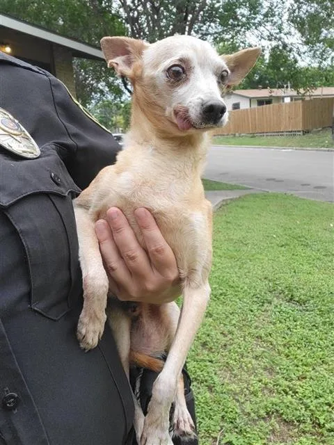 An adult small-sized male Chihuahua dog named Lance for adoption in San Antonio, TX