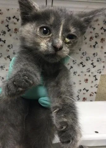 A baby small-sized female Domestic Short Hair cat named Moon for adoption in Riverside, CA