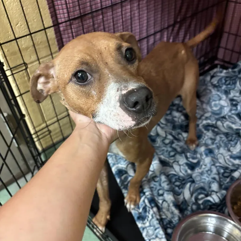 A young medium-sized female Yellow / Tan / Blond / Fawn Mixed Breed dog named Mempho for adoption in Memphis, TN