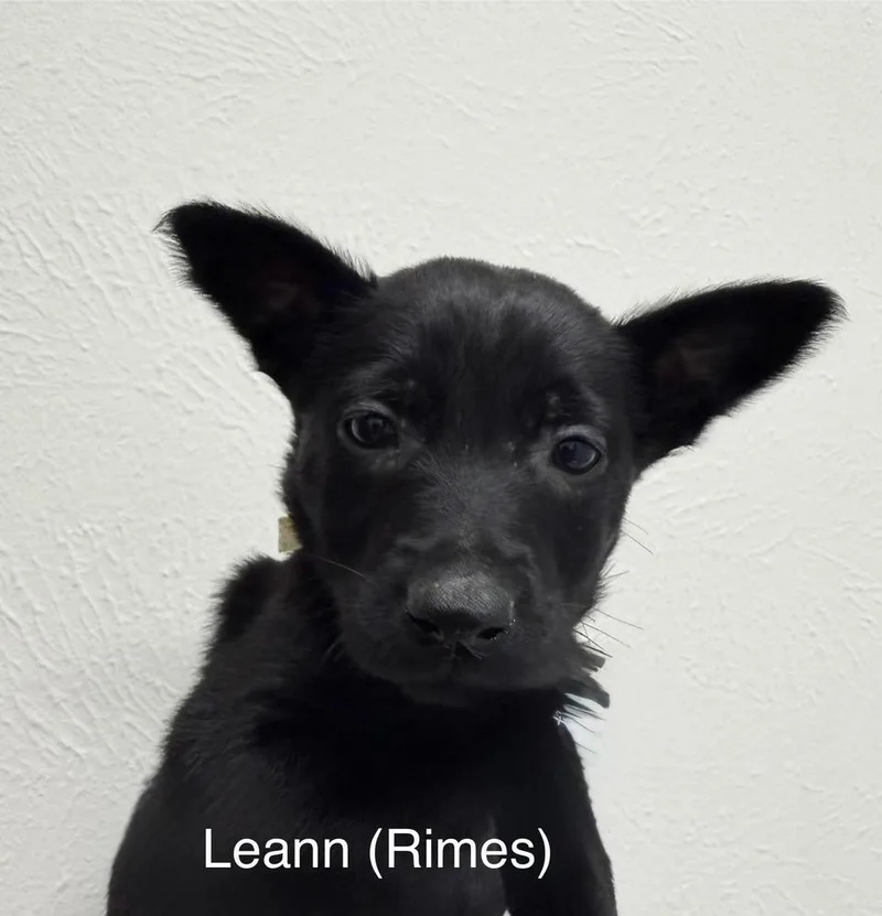 Texas Legends Litter Leannlocated thumbnail 3