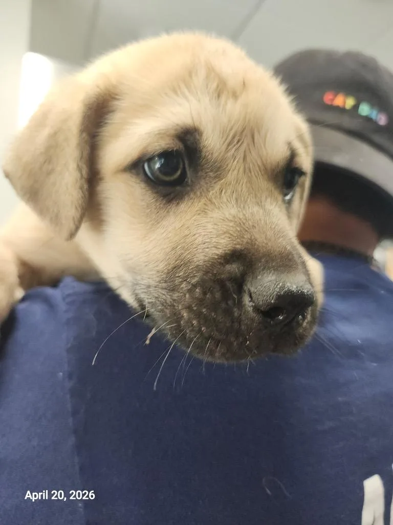 A baby large-sized male Mixed Breed dog named Pegasus for adoption in Sapulpa, OK