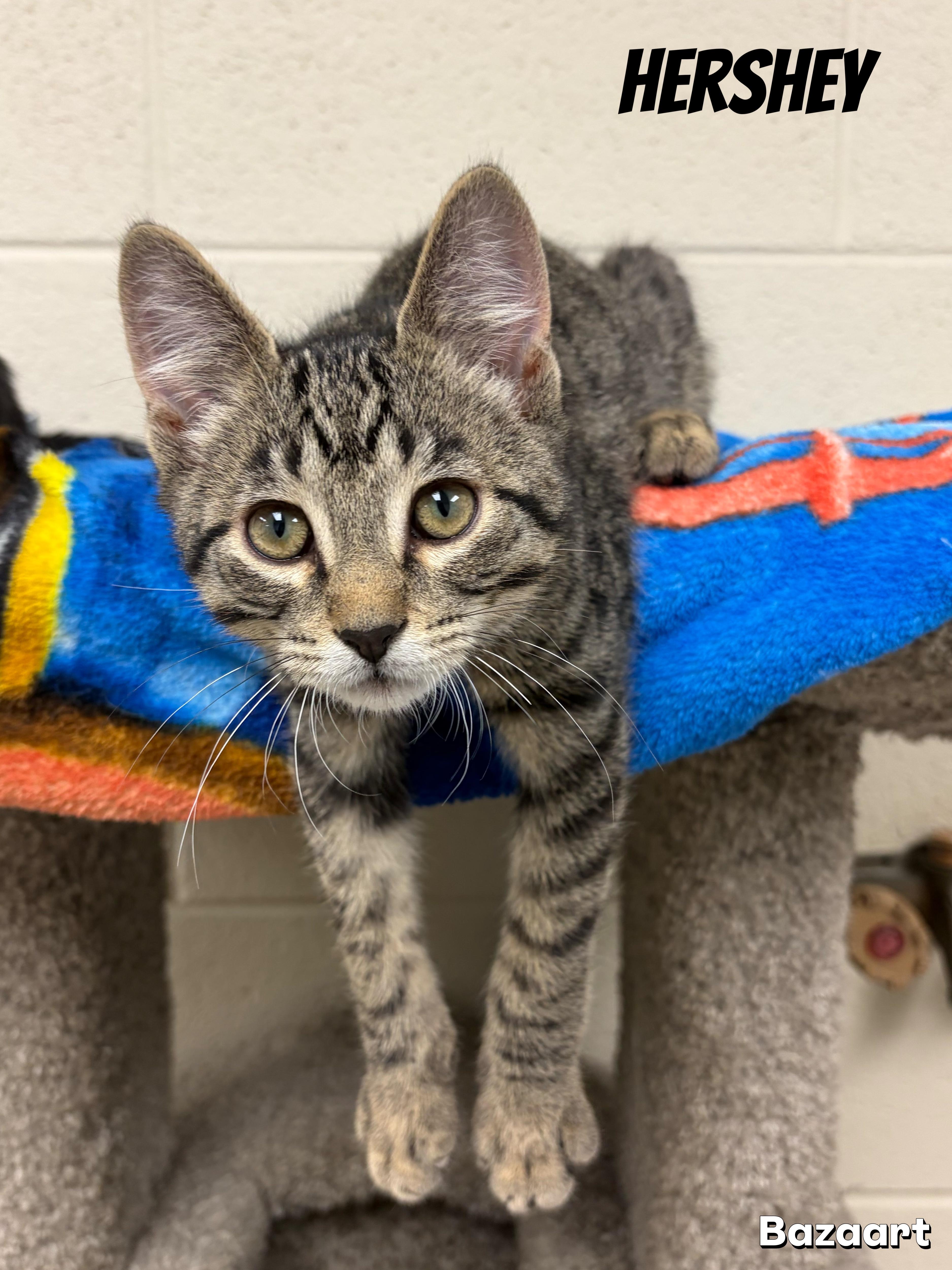 A young small-sized male Tabby (Brown / Chocolate) Domestic Short Hair cat named Hershey for adoption in Valparaiso, IN