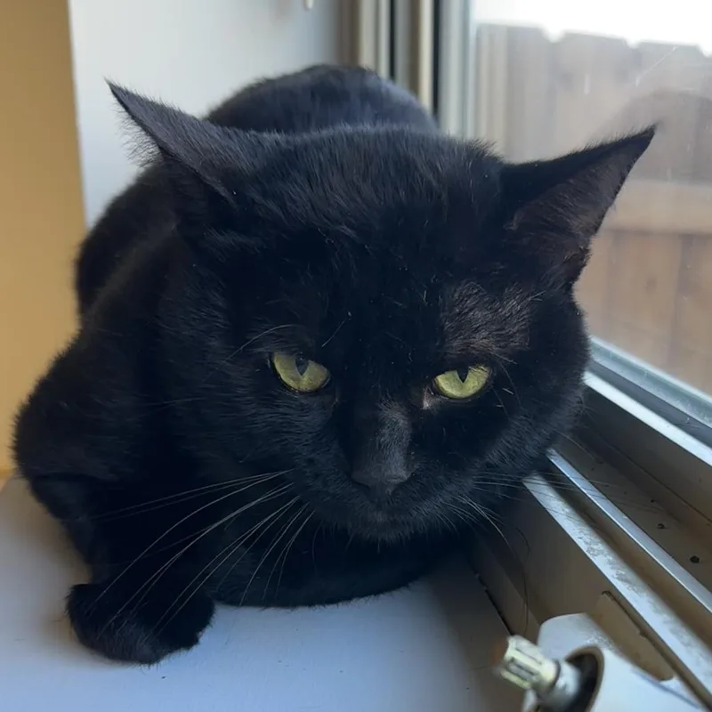 An adult large-sized male Domestic Short Hair cat named Darryl for adoption in Naperville, IL