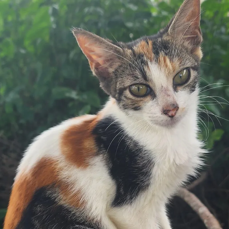 A baby small-sized female Calico Domestic Short Hair cat named Cricket for adoption in Jupiter, FL