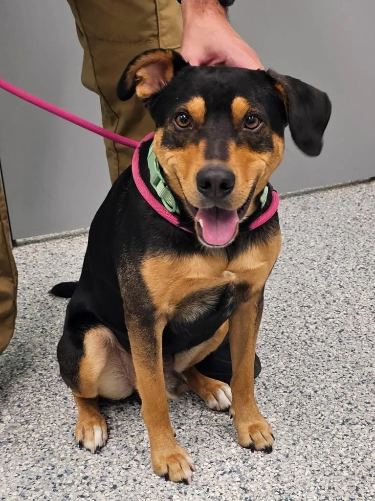 A young medium-sized male Terrier dog named Rosco for adoption in Athens, TN