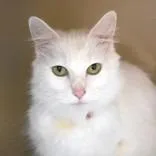 An adult medium-sized female White Domestic Short Hair cat named Luna Butler Campus for adoption in Flagstaff, AZ