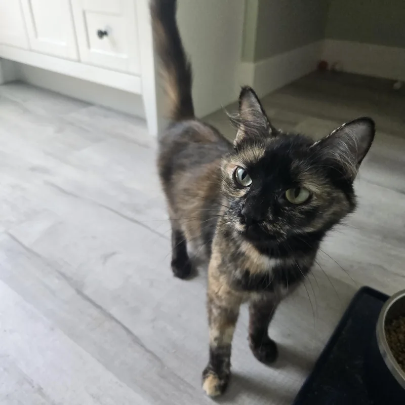 An adult medium-sized female Tortoiseshell Domestic Medium Hair cat named Annie for adoption in Tyner, KY