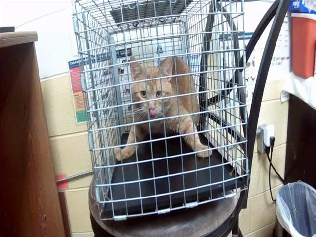 An adult medium-sized male Domestic Short Hair cat named Bobby for adoption in Tulsa, OK