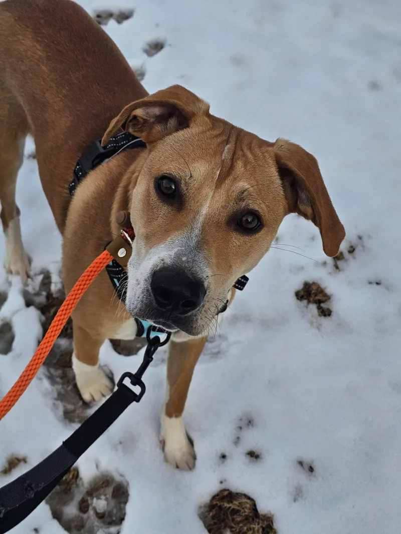 A young medium-sized male Mixed Breed dog named Blaze for adoption in Charlotte, NC