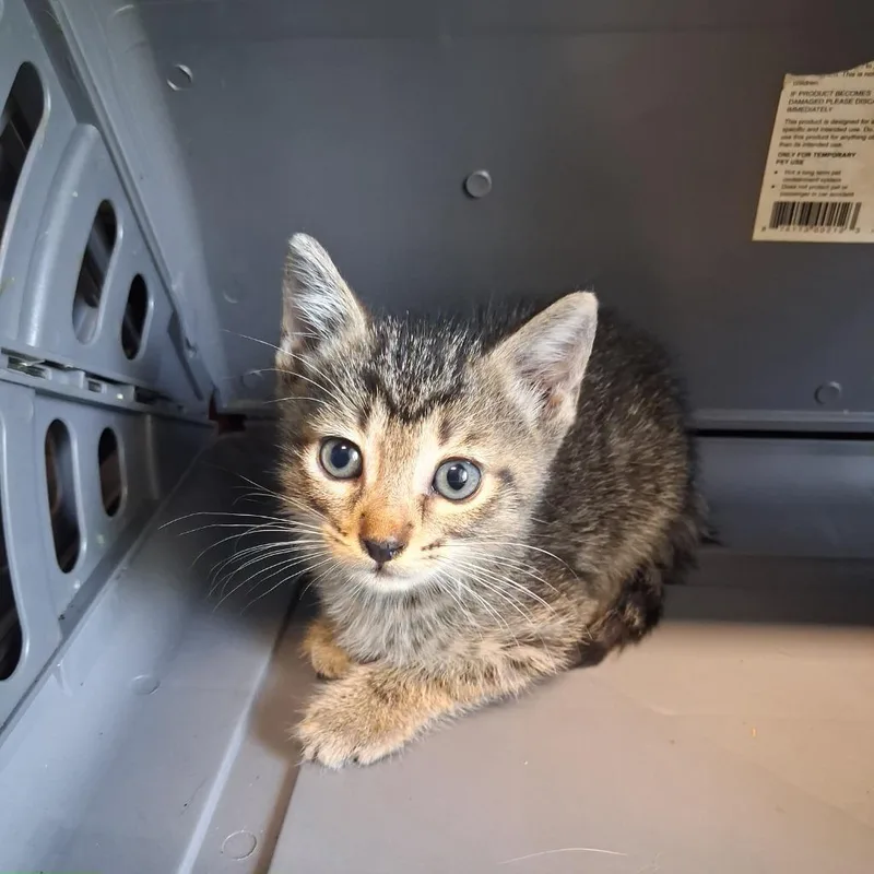 A baby medium-sized female Domestic Short Hair cat named Gemma for adoption in Gautier, MS