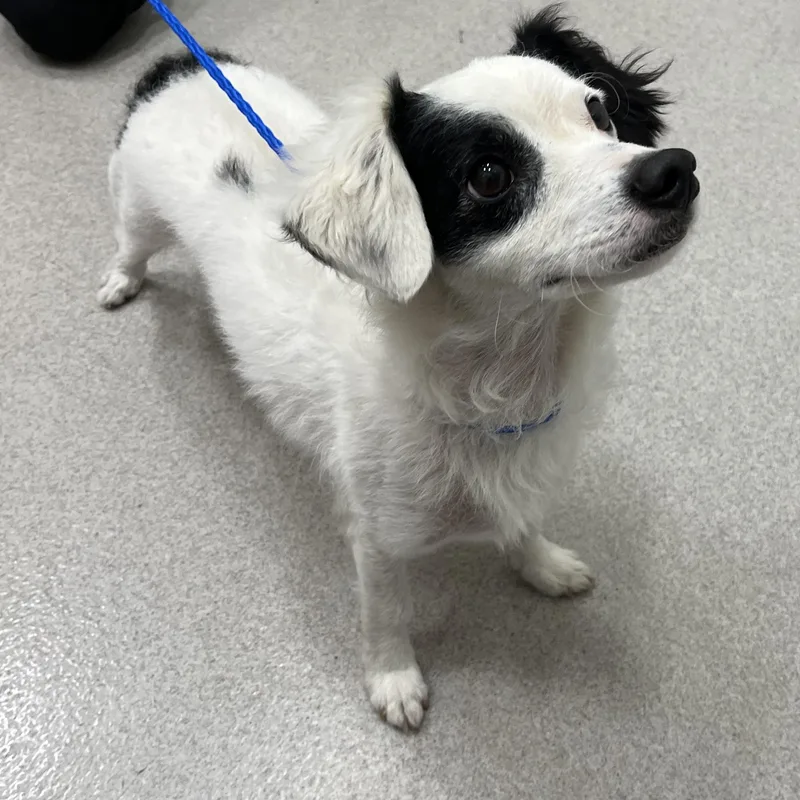 An adult small-sized male Black Spaniel dog named Loki for adoption in Amityville, NY