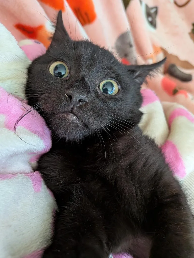 A baby medium-sized male Domestic Short Hair cat named Cashmere for adoption in San Antonio, TX