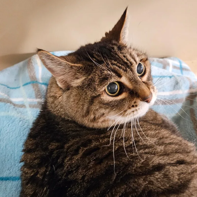 A senior small-sized female Brown / Chocolate Domestic Short Hair cat named Lc for adoption in Las Vegas, NV