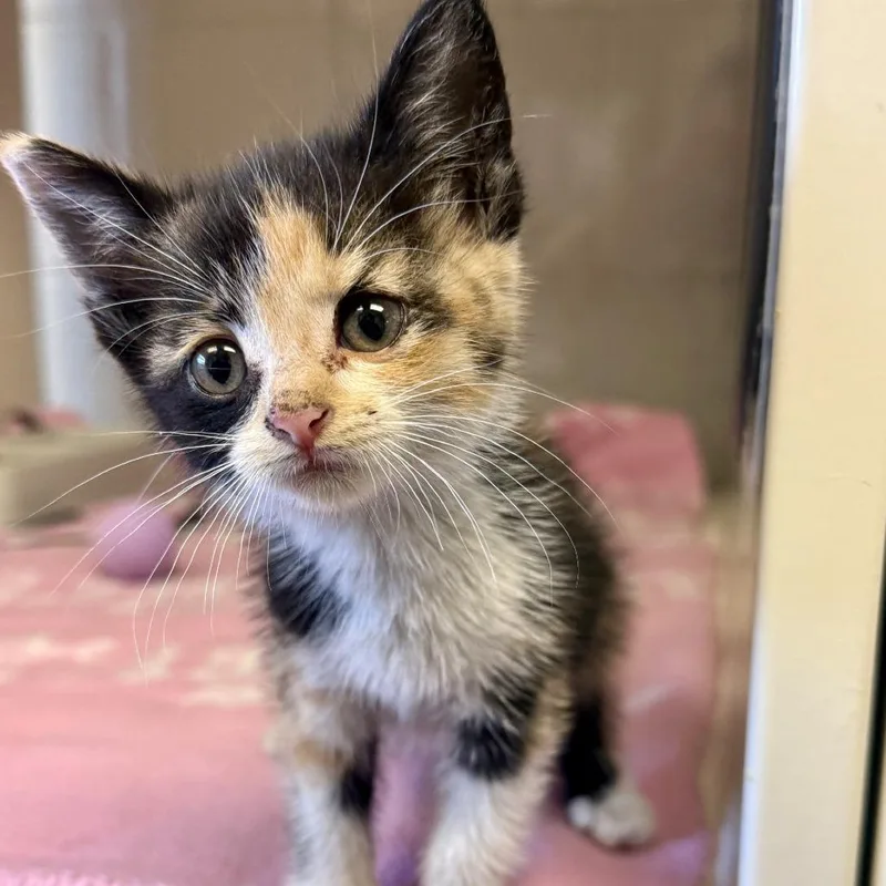 A baby small-sized female Calico Domestic Short Hair cat named Mille for adoption in Hinesville, GA