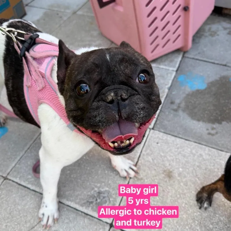 An adult small-sized female White / Cream French Bulldog dog named Baby Girl for adoption in Tampa, FL