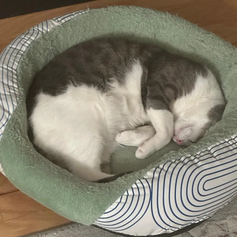 An adult large-sized male Gray / Blue / Silver Domestic Short Hair cat named Lily Shahbazov for adoption in Merrifield, VA