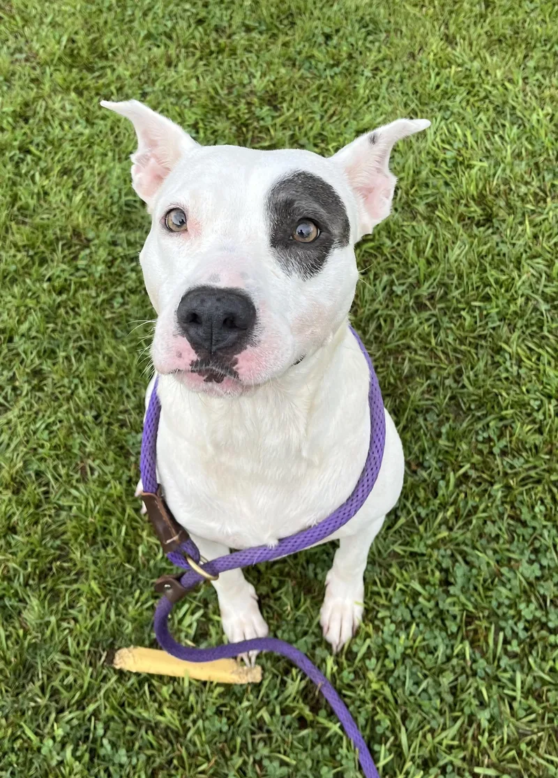 An adult medium-sized female American Staffordshire Terrier dog named Breeze for adoption in Hampton, VA