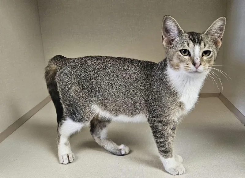 A baby medium-sized male Tabby (Buff / Tan / Fawn) Domestic Short Hair cat named Fletcher for adoption in Wapakoneta, OH