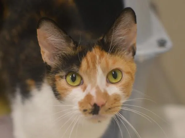 A young small-sized female Domestic Short Hair cat named Angel for adoption in Portland, OR