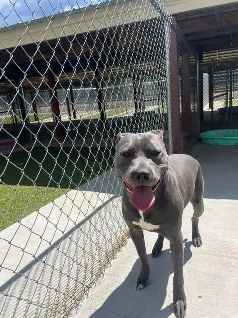 An adult medium-sized male Gray / Blue / Silver Pit Bull Terrier dog named Rycher for adoption in Fayetteville, AR