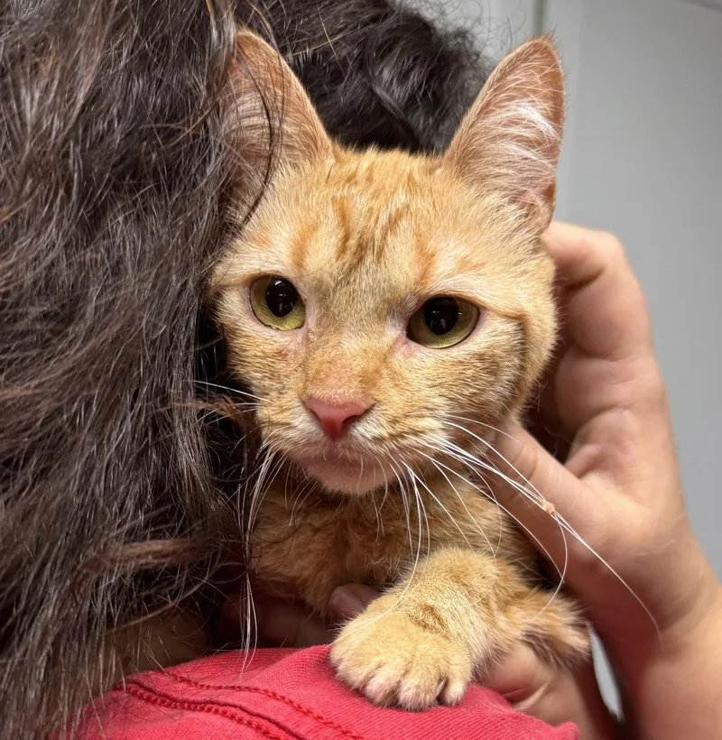 A baby medium-sized female Orange / Red Domestic Short Hair cat named Carrot for adoption in Brooklyn, NY