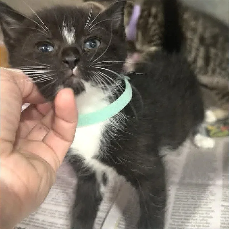 A baby small-sized female Black Domestic Short Hair cat named Mocha for adoption in Manheim, PA