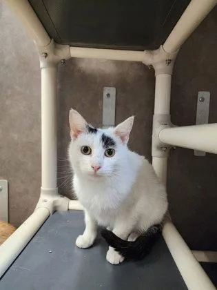 A young small-sized female Domestic Short Hair cat named Magpie for adoption in Oskaloosa, IA