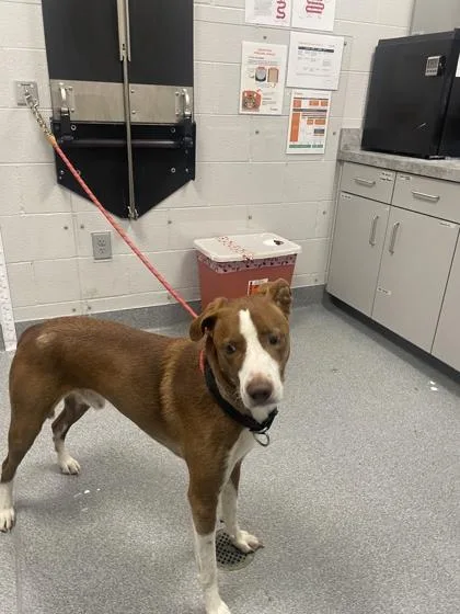 A senior large-sized male Mixed Breed dog named Dom for adoption in Sevierville, TN