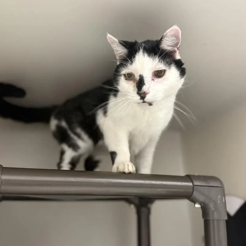 A senior medium-sized male White Domestic Short Hair cat named Calvin for adoption in Caryville, TN