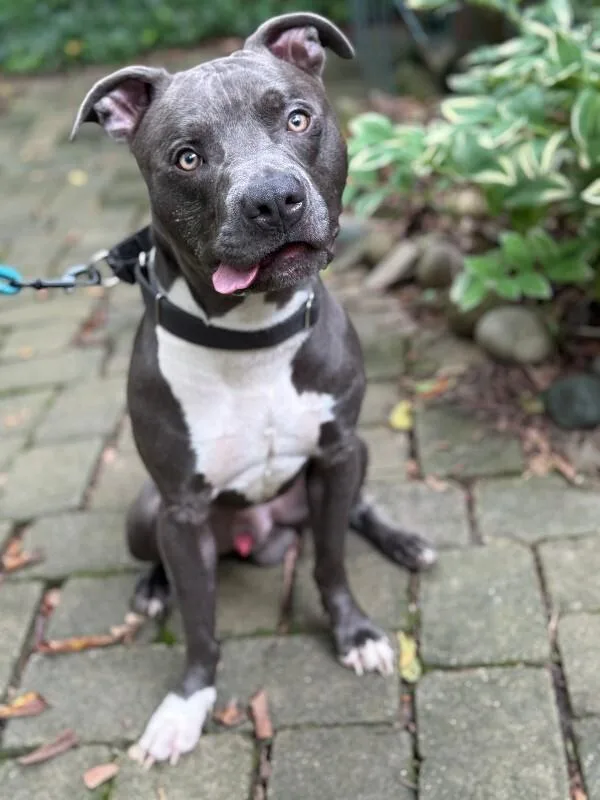An adult medium-sized male Gray / Blue / Silver Mixed Breed dog named Mickey for adoption in Cincinnati, OH