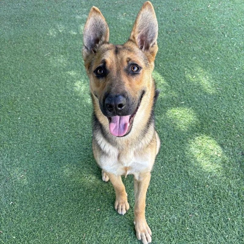 An adult medium-sized female Black German Shepherd Dog dog named Sidney for adoption in Ojai, CA