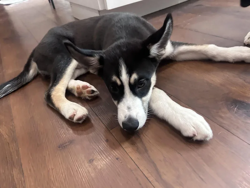 A baby large-sized male Siberian Husky dog named Griffin for adoption in St. Louis, MO