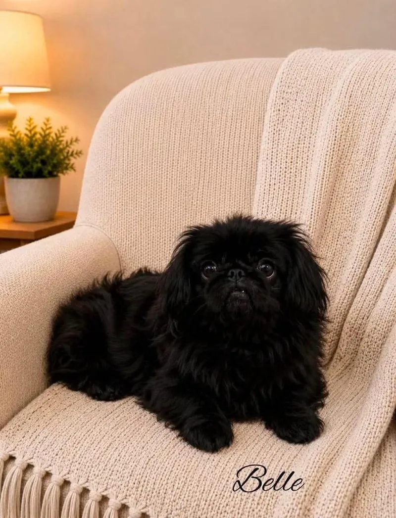 An adult small-sized female Pekingese dog named Belle for adoption in Kennebunk , ME