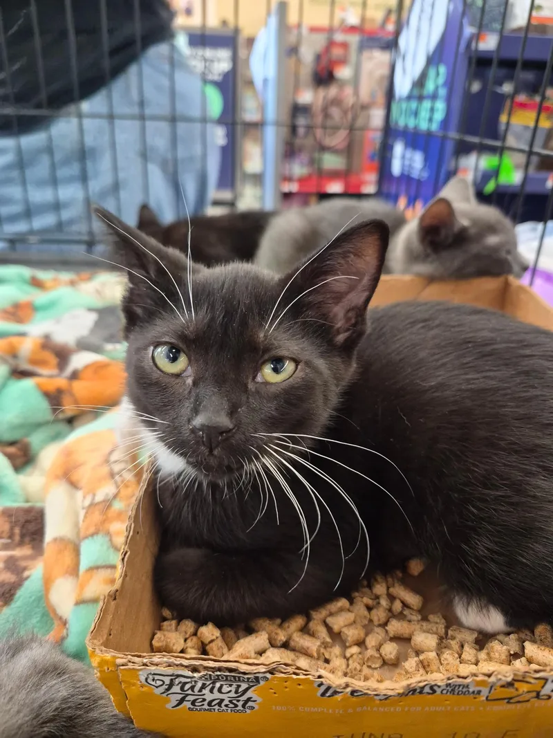 A baby medium-sized female Black & White / Tuxedo Domestic Short Hair cat named Marinette for adoption in Great Mills, MD