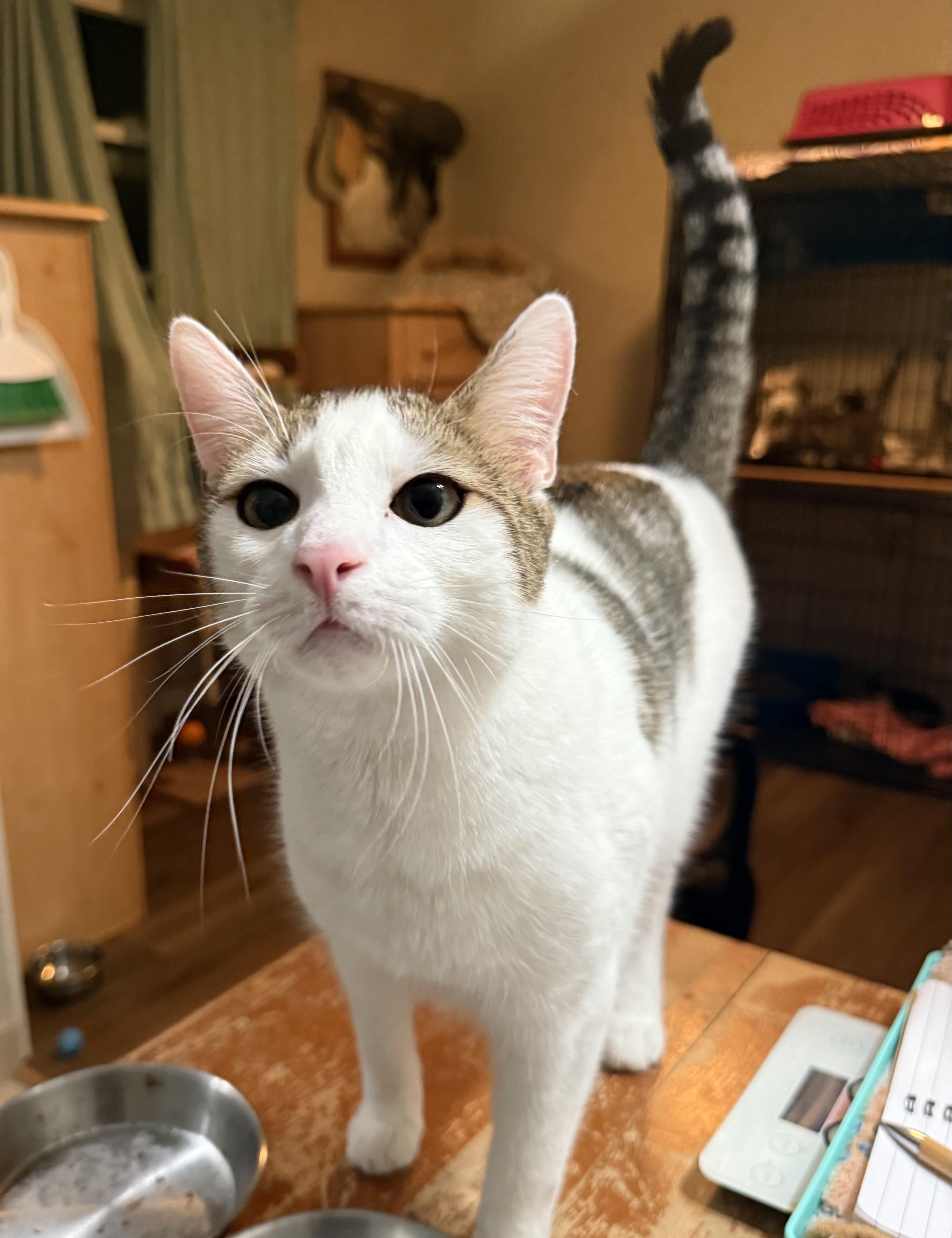 A young medium-sized male Tabby (Buff / Tan / Fawn) Domestic Short Hair cat named Diet Coke for adoption in Fresno, CA