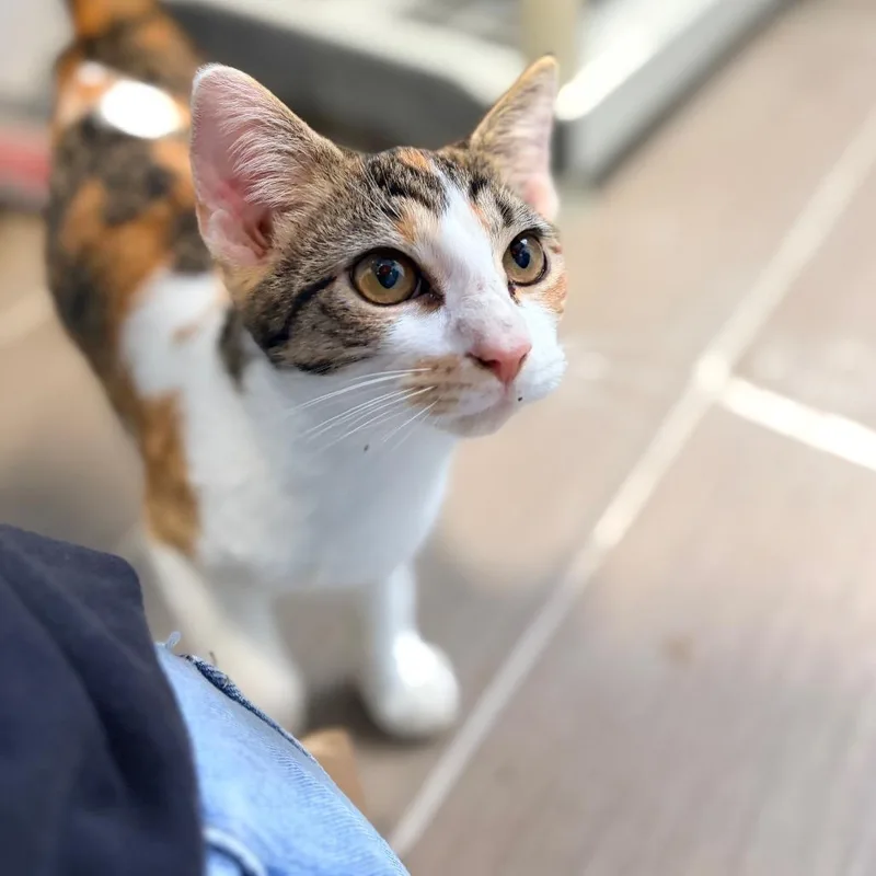 A young small-sized female Calico Domestic Short Hair cat named Fern for adoption in Aldie, VA