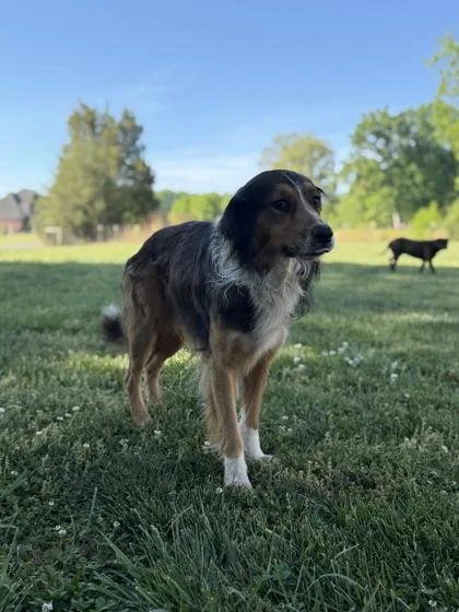 An adult large-sized male Border Collie dog named Hudson for adoption in Gastonia, NC