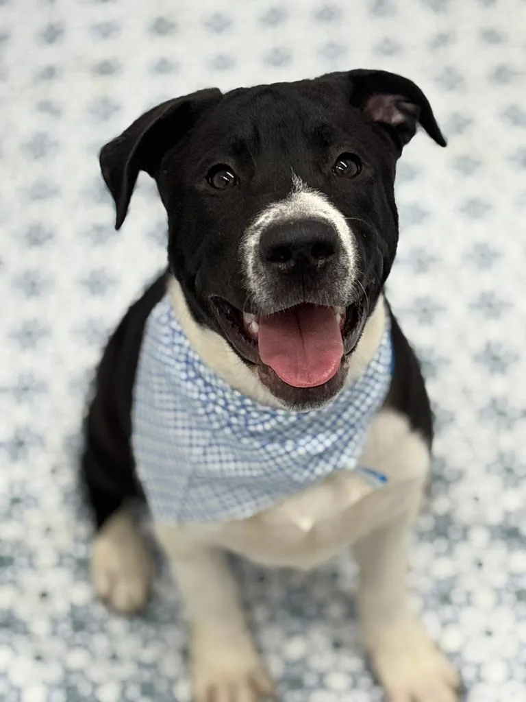 A baby medium-sized male Mixed Breed dog named Baris for adoption in Detroit, MI