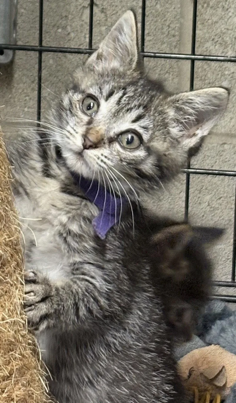 A baby medium-sized male Tabby cat named Happy Gilmore for adoption in Cuyahoga Falls, OH