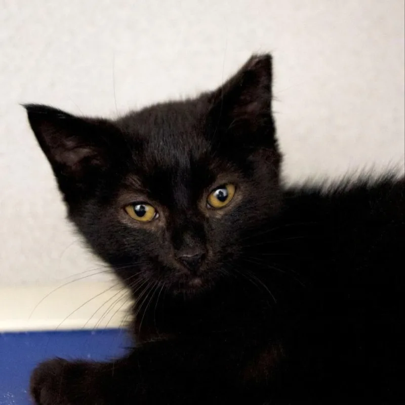 A baby medium-sized male Domestic Short Hair cat named Jasn for adoption in Shoreline, WA