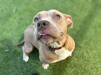 An adult medium-sized female American Bulldog dog named Honey Mustard for adoption in Gainesville, FL